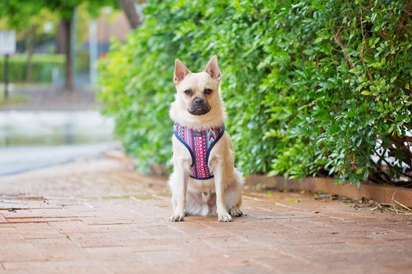 dog harness, Dizzy Dog Collars, Unique Dog Harness, Adjustable Dog Harness for Big and Small  Purple Aztec Dog Harness, Mexican Dog Harness, Aztec Dog Harness, Tribal Dog Harness, Harness for Small Dog, Harness for medium dog, harness for french bulldog, 