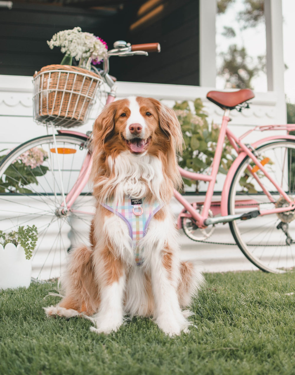 DOG HARNESS | Sherbet Gingham | Neck Adjustable Dog Harness-Harness-Dizzy Dog Collars