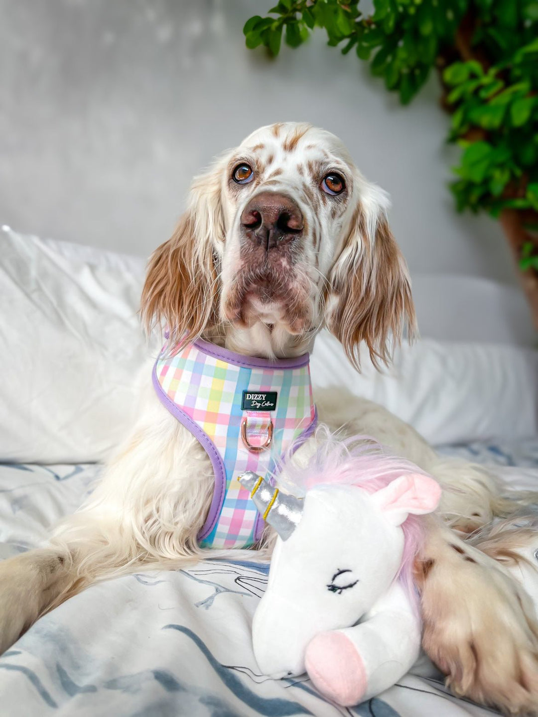 DOG HARNESS | Sherbet Gingham | Neck Adjustable Dog Harness-Fabric Harness-Dizzy Dog Collars