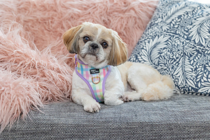 DOG HARNESS | Sherbet Gingham | Neck Adjustable Dog Harness-Harness-Dizzy Dog Collars