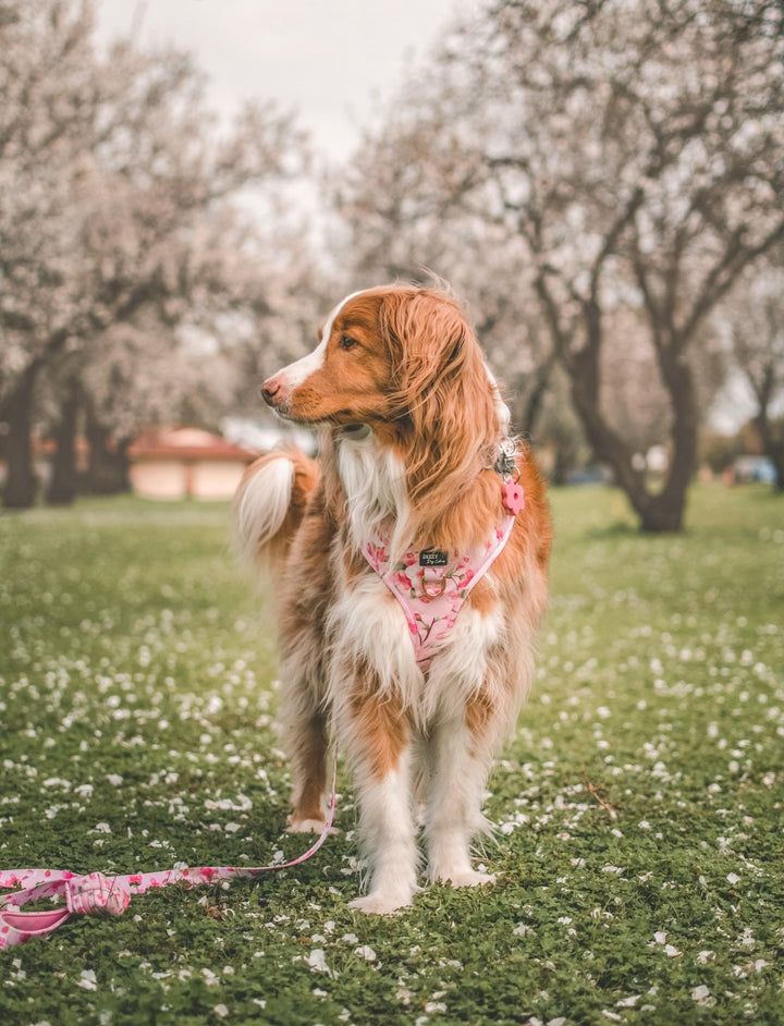 DOG HARNESS | Sweet Sakura | Neck Adjustable Dog Harness-Harness-Dizzy Dog Collars