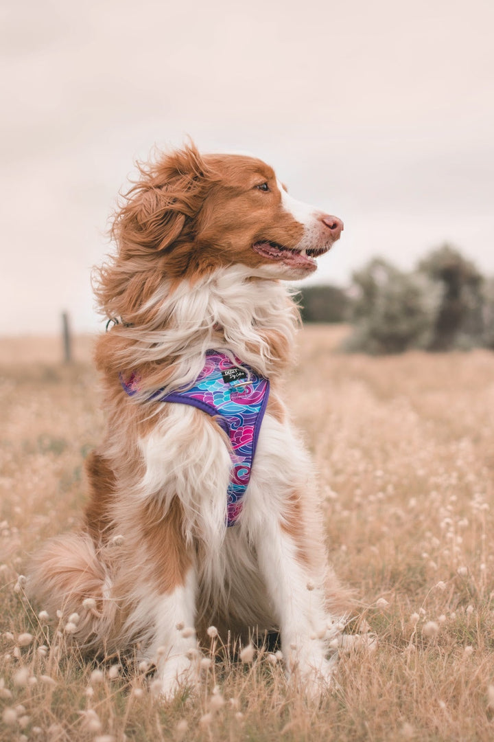 DOG HARNESS | The Maggie | Purple Waves Neck Adjustable Dog Harness-Fabric Harness-Dizzy Dog Collars