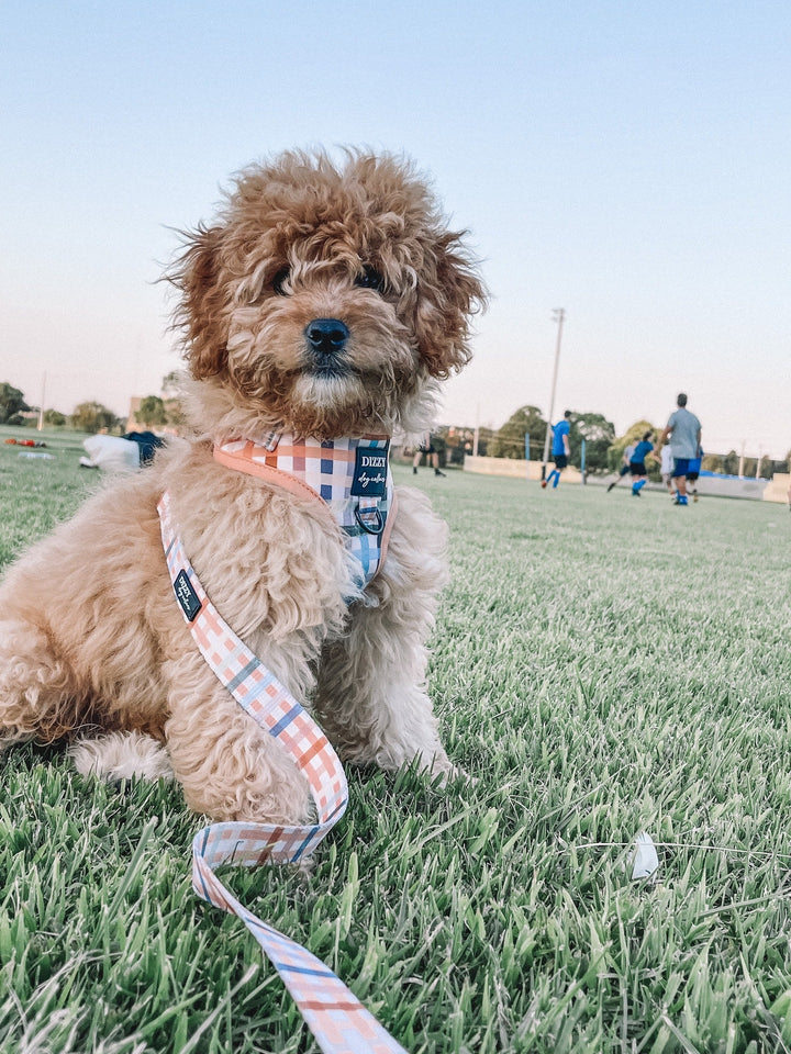 DOG HARNESS | Vintage Gingham | Neck Adjustable Dog Harness-Harness-Dizzy Dog Collars