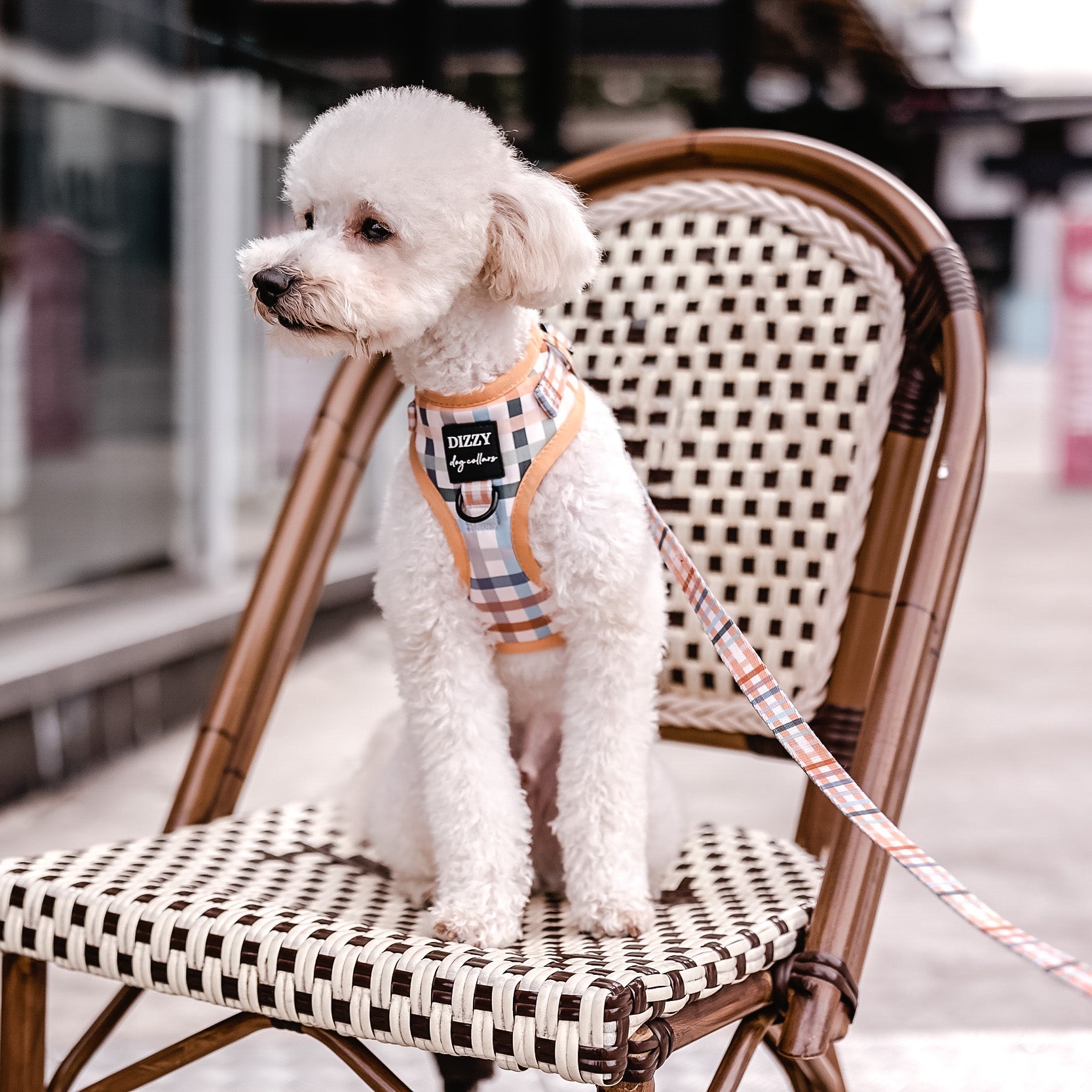 DOG HARNESS Vintage Gingham Neck Adjustable Dog Harness Dizzy Dog Collars