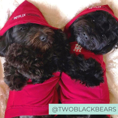 Two dogs netflix and chill wearing red netflix original hoodies