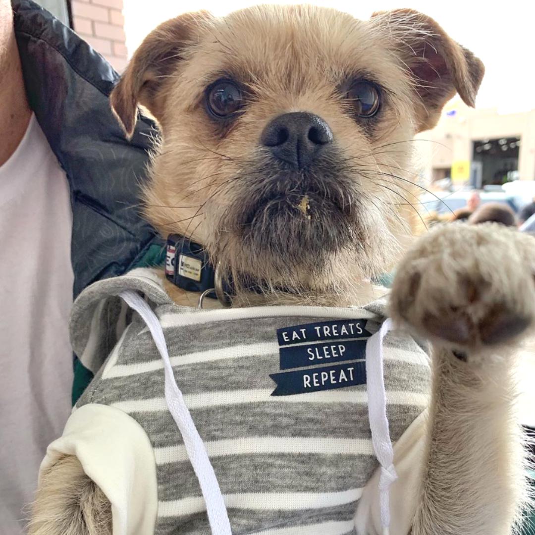 Dog Wearing Grey Striped Comfy Dog Hoodie with Text 'Treat Hustler' and 'Eat Treats, Sleep, Repeat'