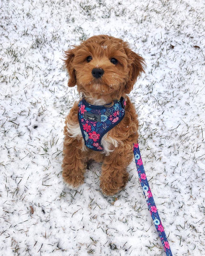 Dog Leash | Navy Floral Dog Lead-Leash-Dizzy Dog Collars