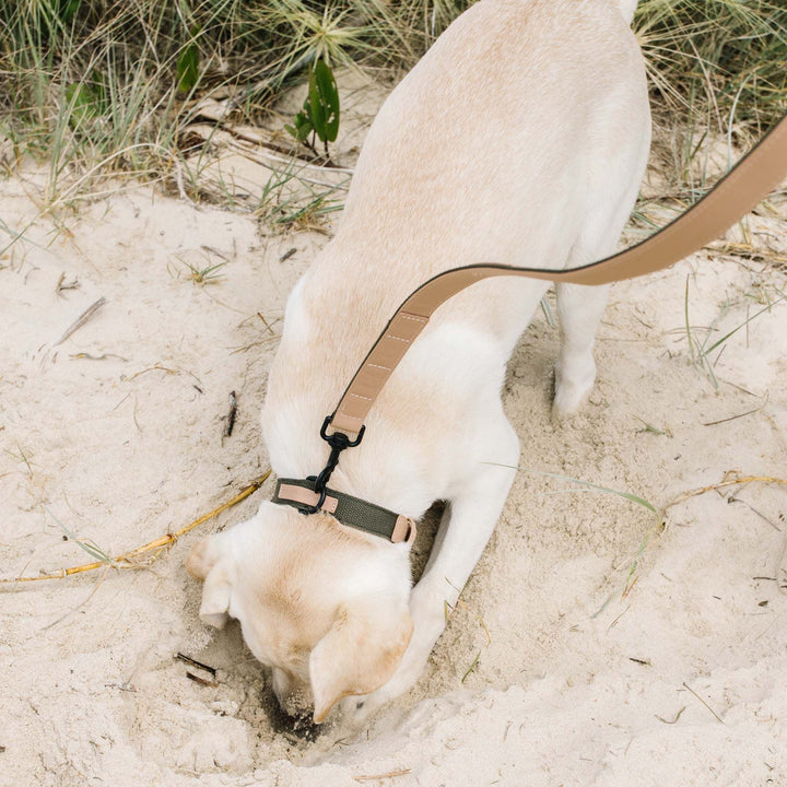 dog matching set collar and lead - chasing winter