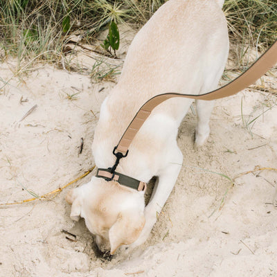 dog matching set collar and lead - chasing winter