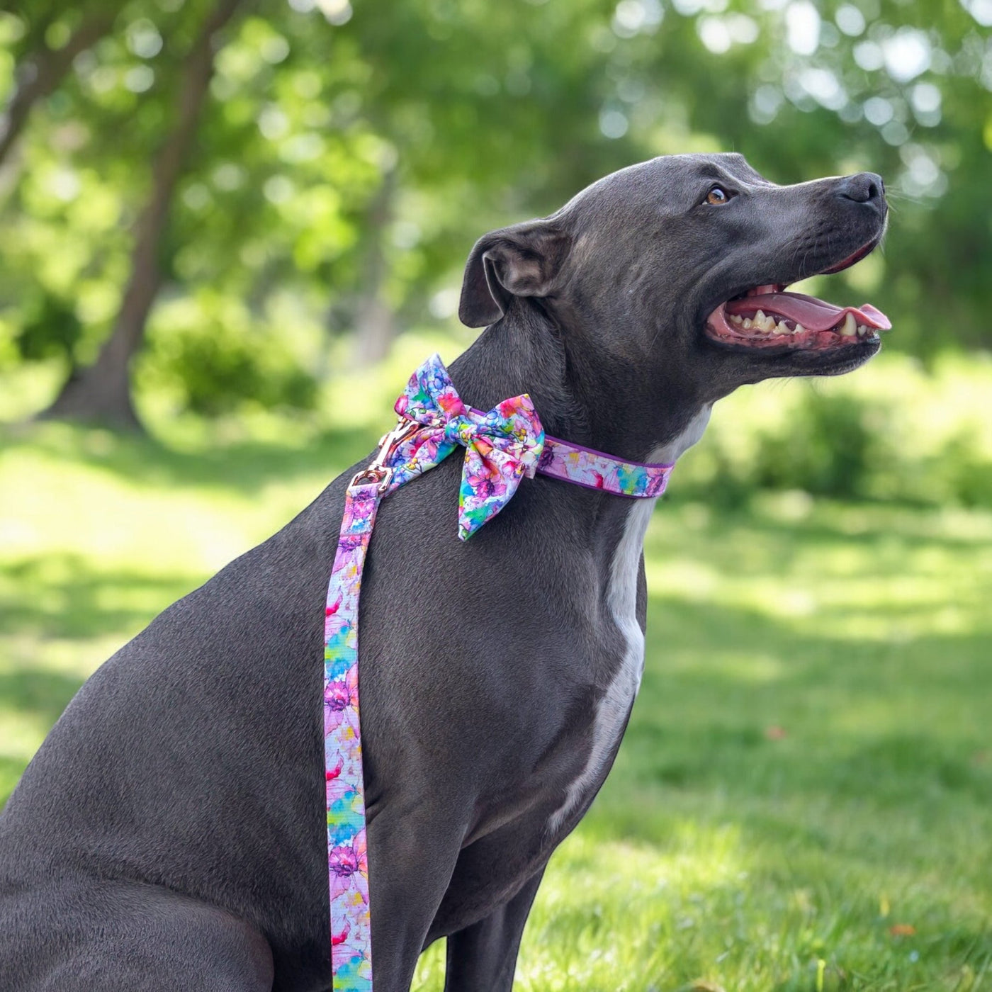 A sleek, grey staffy dog is pictured sitting outdoors, wearing a colourful bow tie with a matching leash and collar. The bow tie features a vibrant watercolour floral design in shades of pink, blue, green, and yellow. The dog is looking to the side with its mouth open, appearing happy and relaxed. The background shows a lush, green park with trees and grass, indicating a bright, sunny day.