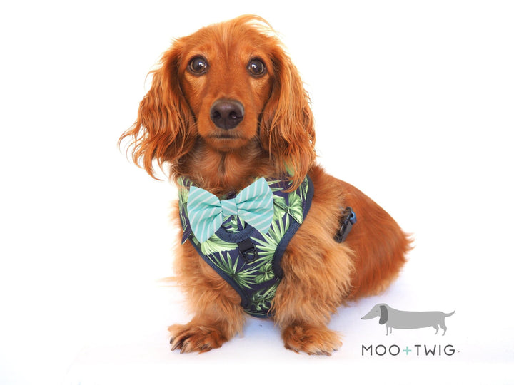 Dachshund Dog Wearing Dog Harness Shirt with tropical print and bow tie designed in Australia. Dog party shirt harness. Summer fashion dog harness. 