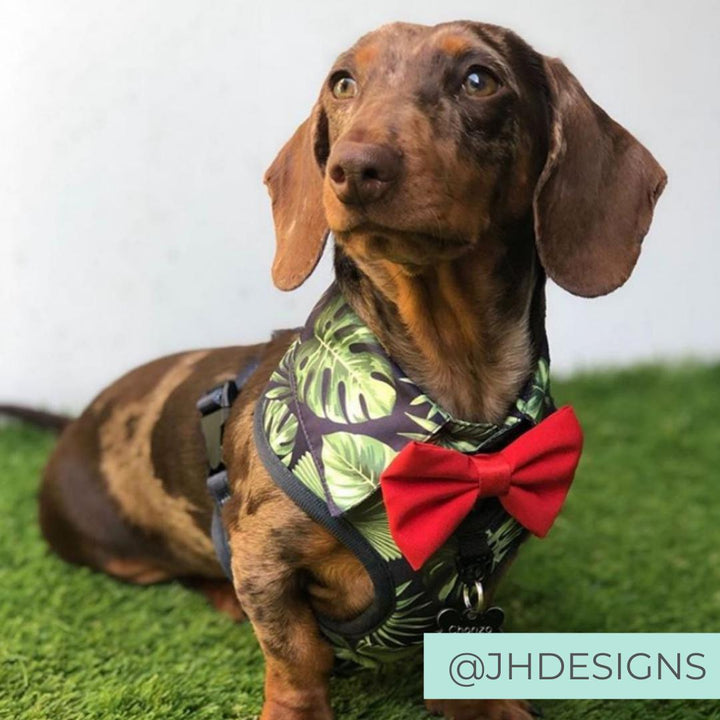 Dachshund Dog Wearing Dog Harness Shirt with tropical print and bow tie designed in Australia. Dog party shirt harness. Summer fashion dog harness. 