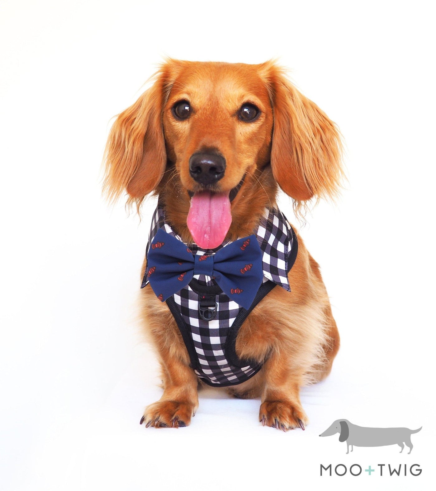 Dachshund Dog wearing Dog Harness Shirt with Gingham Print and Blue Bow Tie. √