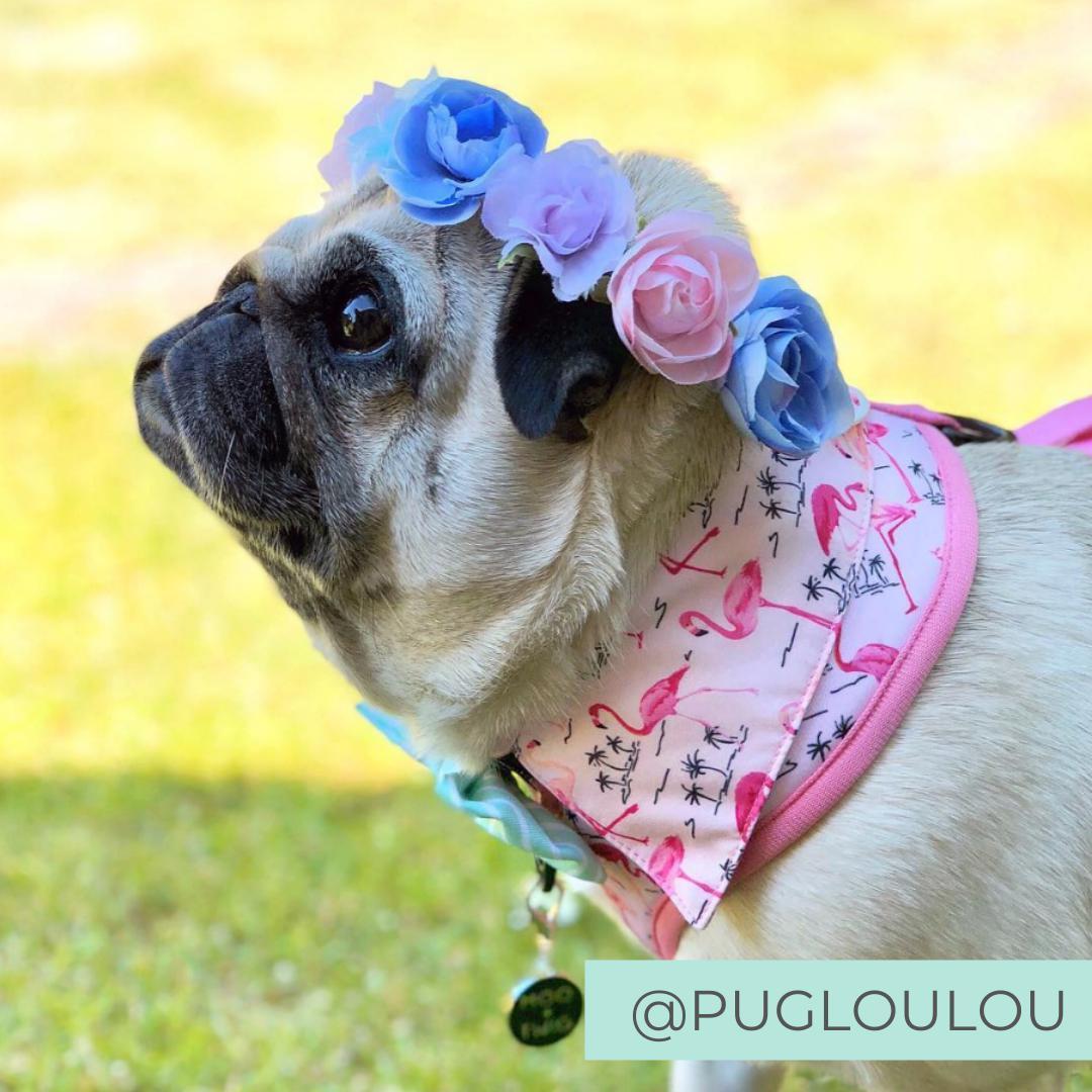 Pug wearing Pink Party shirt Dog Harness with flamingo print and bow tie. Dog party shirt outfit. Summer dog harness designed in Australia.