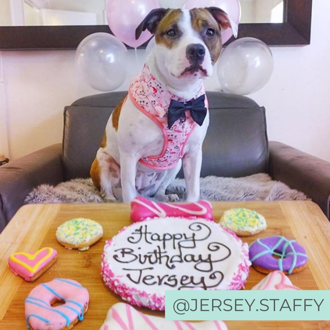 Staffy wearing Pink Party shirt Dog Harness with flamingo print and bow tie. Dog party shirt outfit. Summer dog harness designed in Australia. Staffy birthday party. 