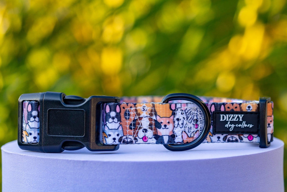 Flash Mob Dog Collar | Value Range Dog Collar-Dog Collar-Dizzy Dog Collars