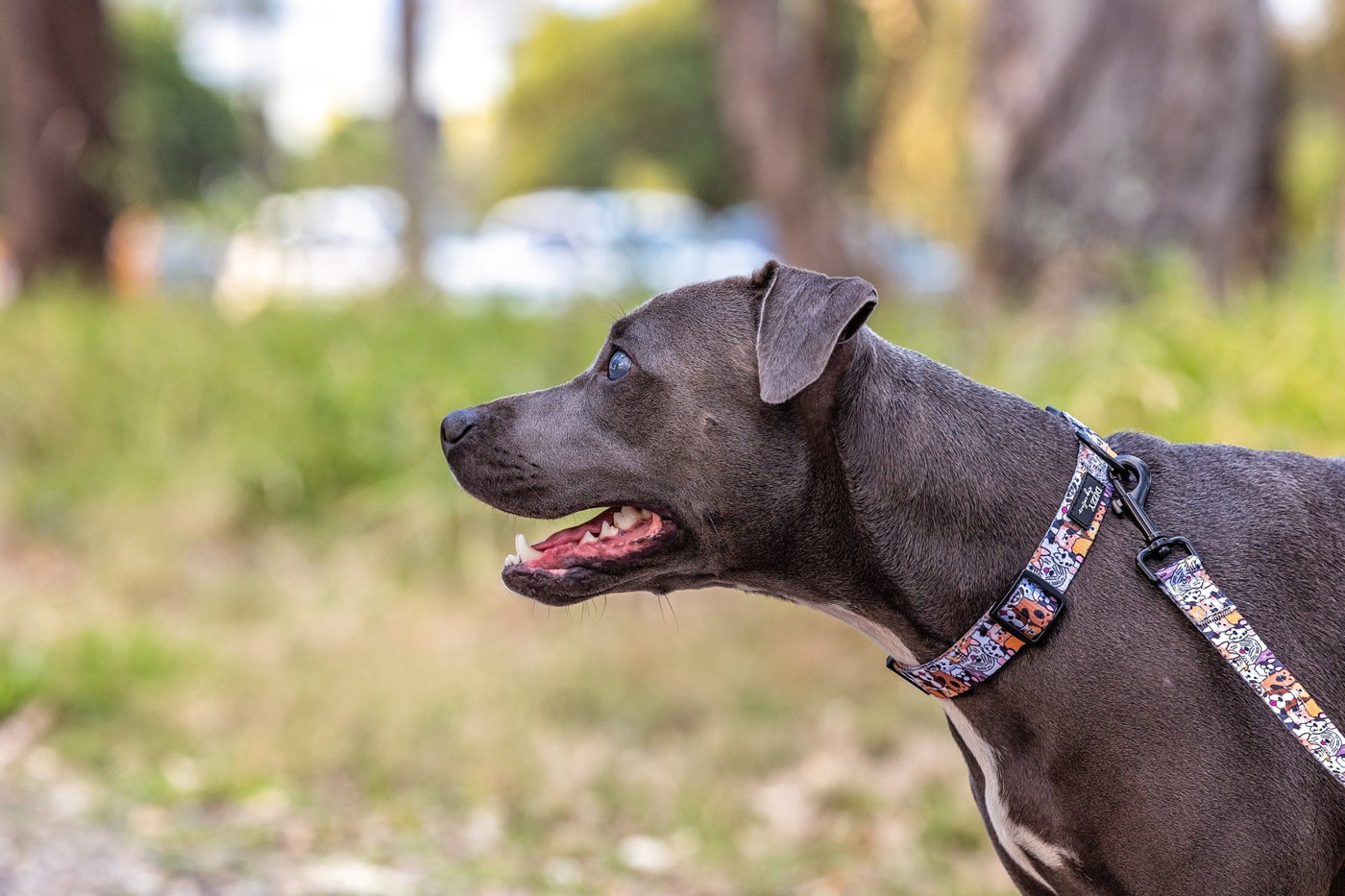 Flash Mob Dog Collar | Value Range Dog Collar-Dog Collar-Dizzy Dog Collars