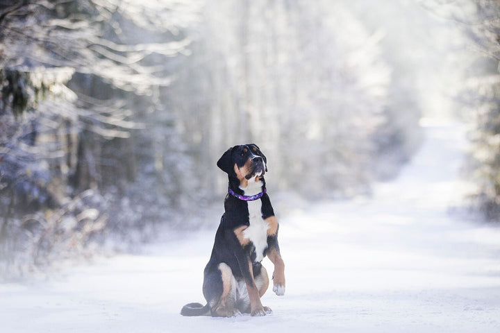 Galaxy Dog Collar-Dog Collar-Dizzy Dog Collars