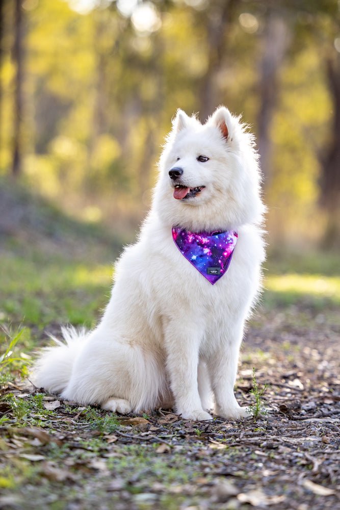 Galaxy - Tie Up Dog Bandana-Bandana-Dizzy Dog Collars