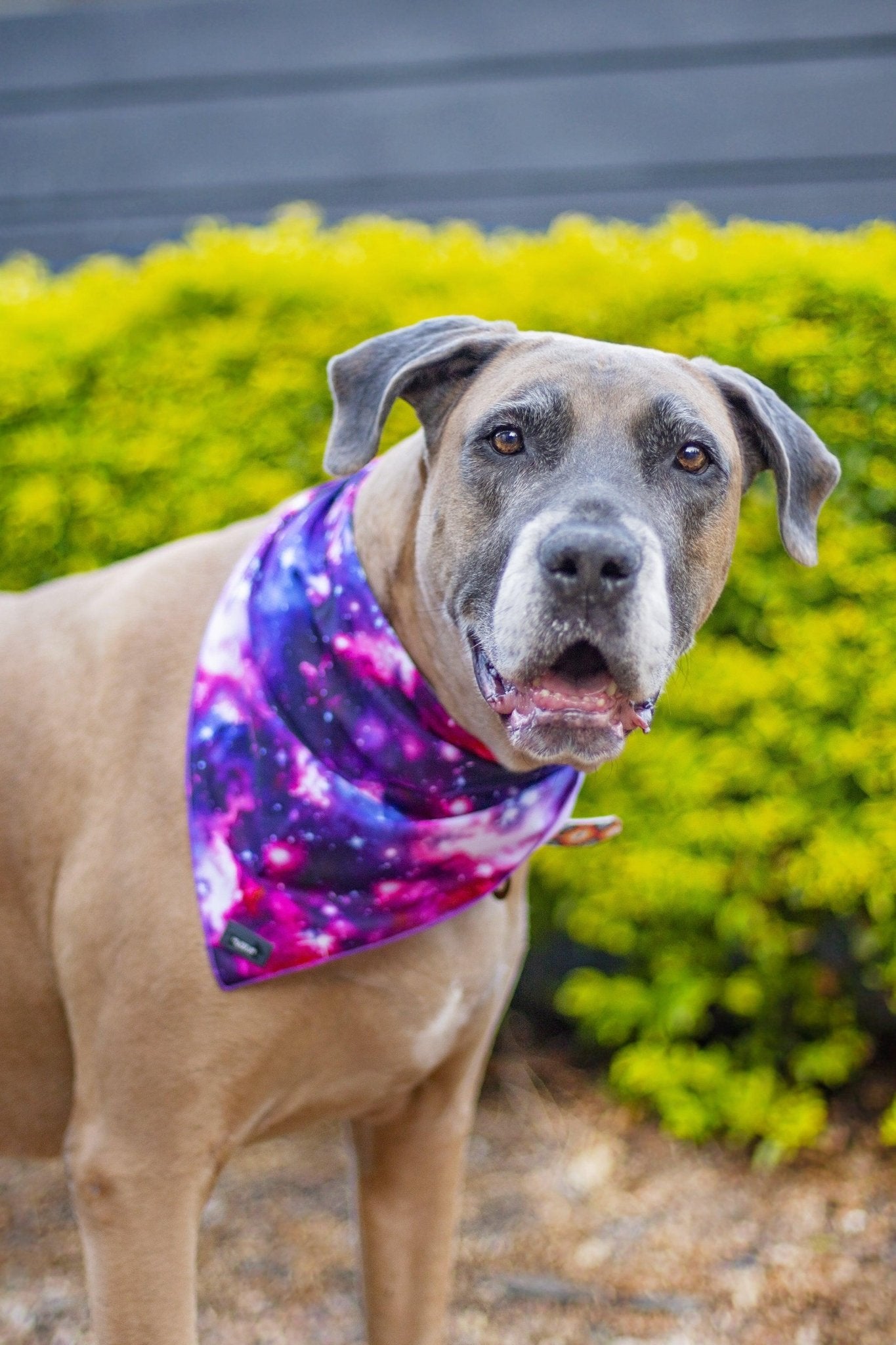 ARIES - Blue and White high quality Tie-Dye Double-Sided Dog Bandana 12 inches for Collar (UK Made & 100% Vegan)