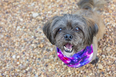 Galaxy - Tie Up Dog Bandana-Dizzy Dog Collars