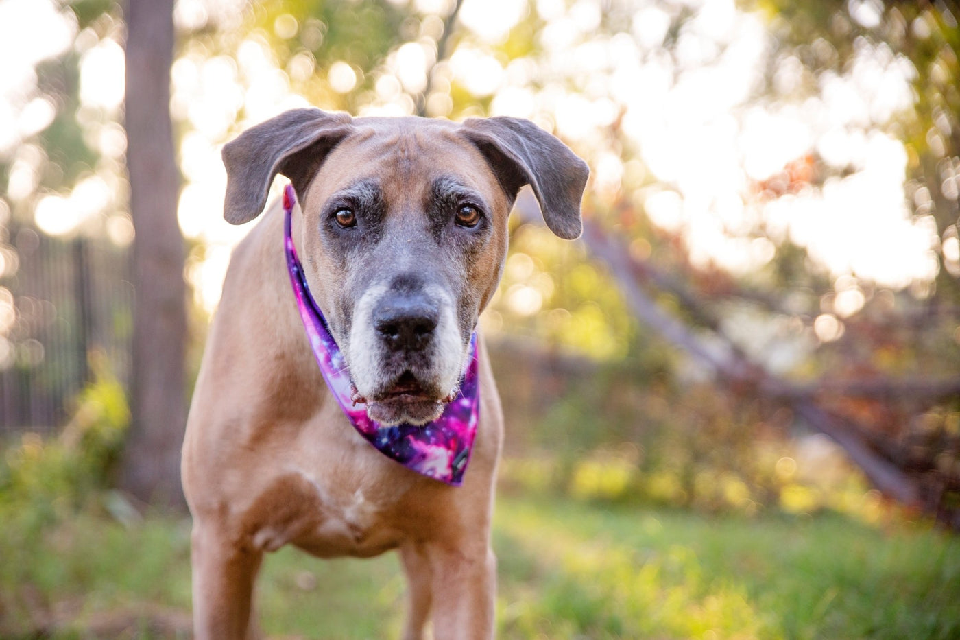 Galaxy - Tie Up Dog Bandana-Bandana-Dizzy Dog Collars