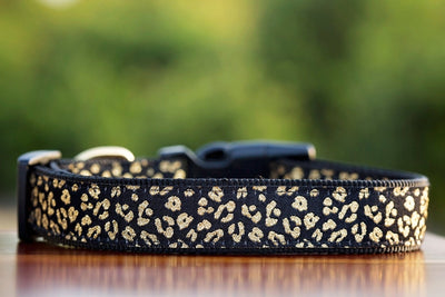 gold dog collar, leopard print dog collar, dog collars