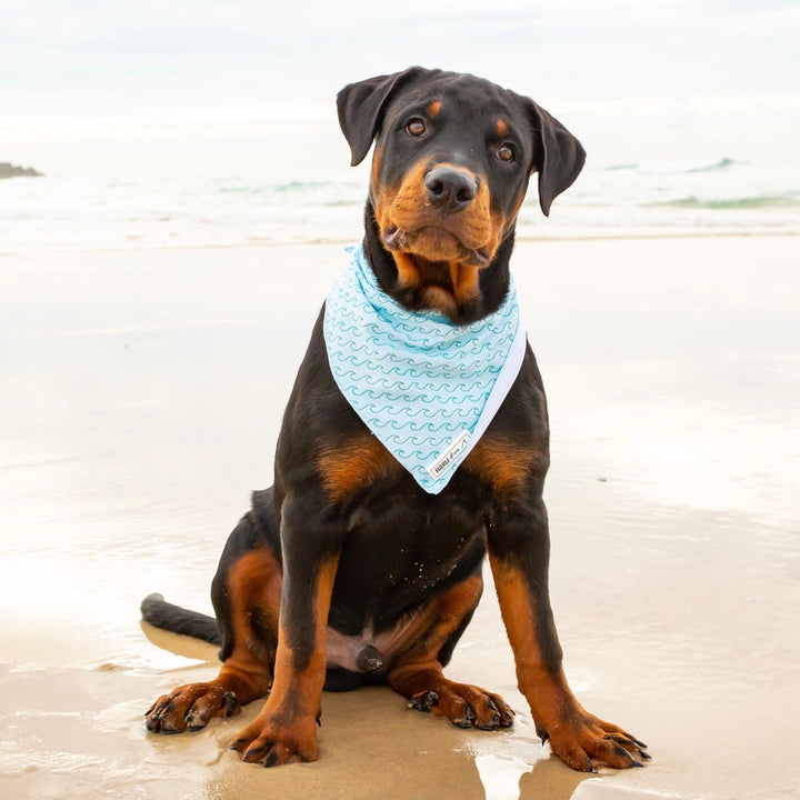 Poseidon: Bandana-Bandana-Dizzy Dog Collars