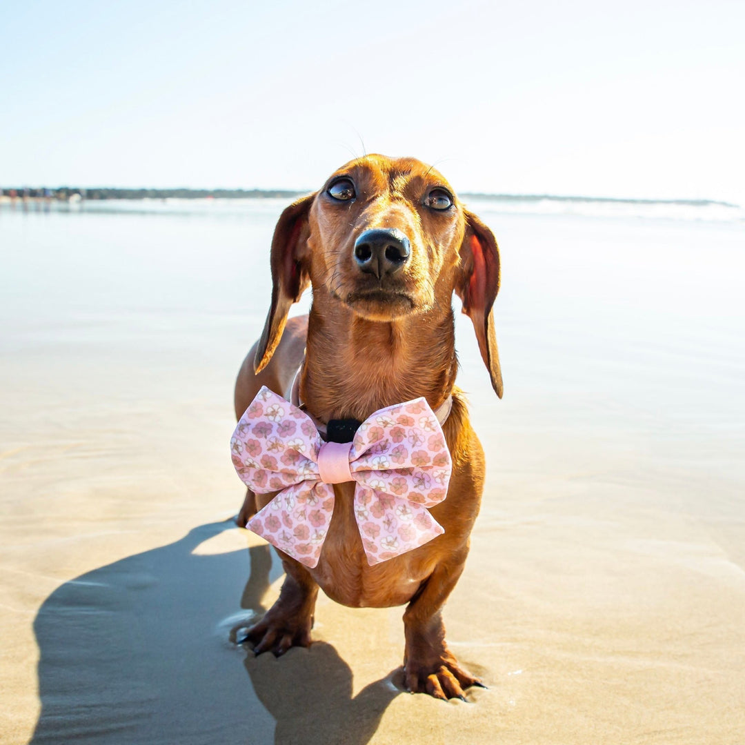 Aloha: Sailor Bow Tie-Bow Tie-Dizzy Dog Collars