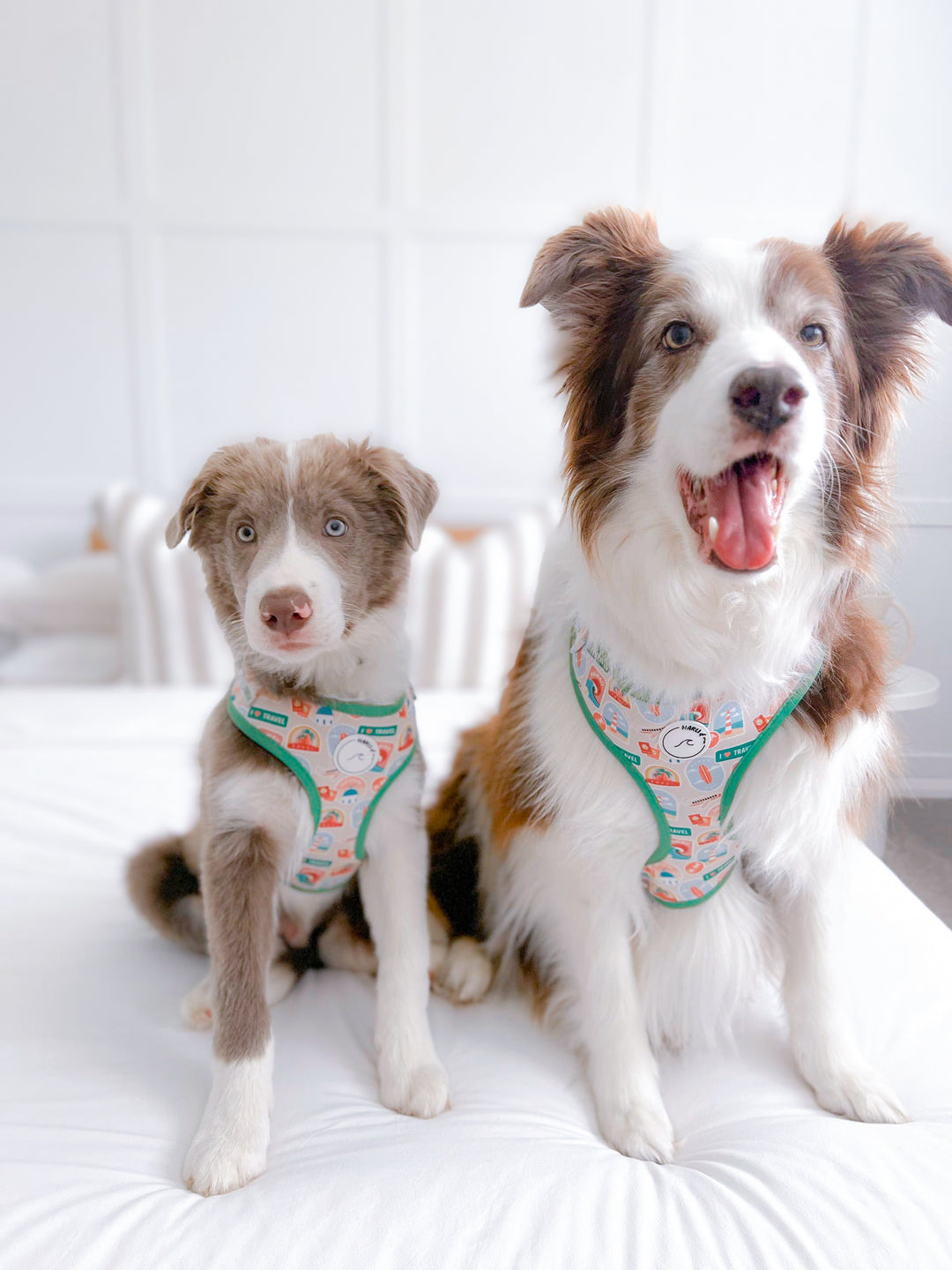 Wanderlust: Adjustable Harness-Harness-Dizzy Dog Collars