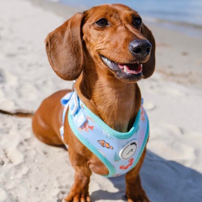 Finding Harli: Adjustable Harness-Harness-Dizzy Dog Collars