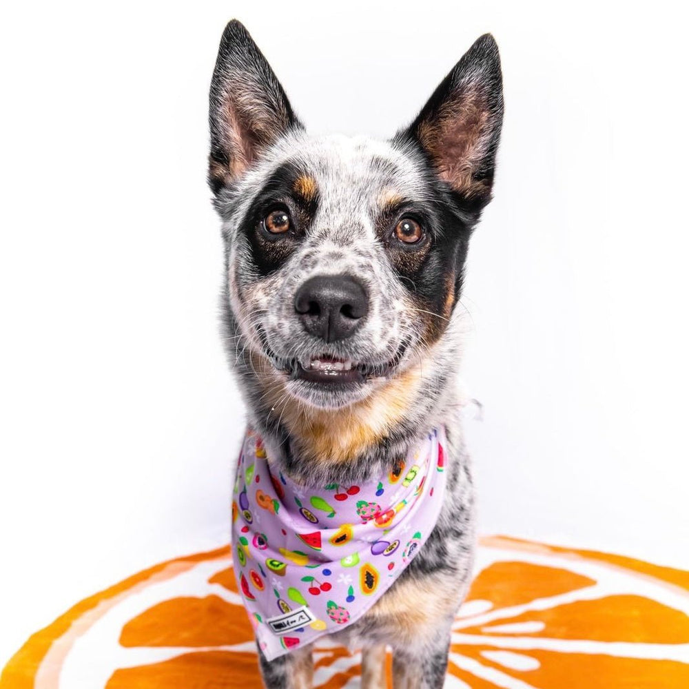 Paradise Punch: Bandana-Bandana-Dizzy Dog Collars