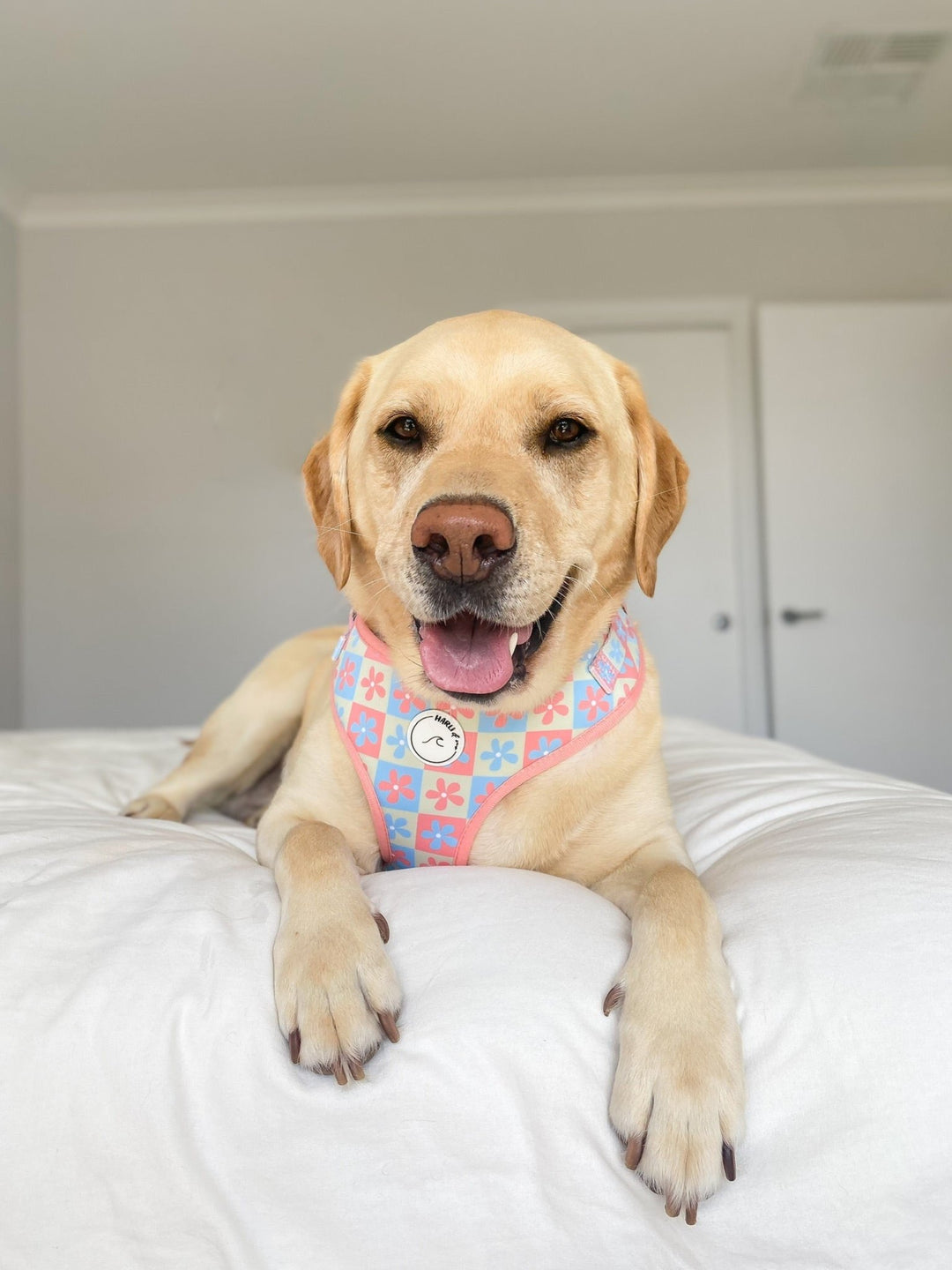 Petal & Pup: Adjustable Harness-Harness-Dizzy Dog Collars