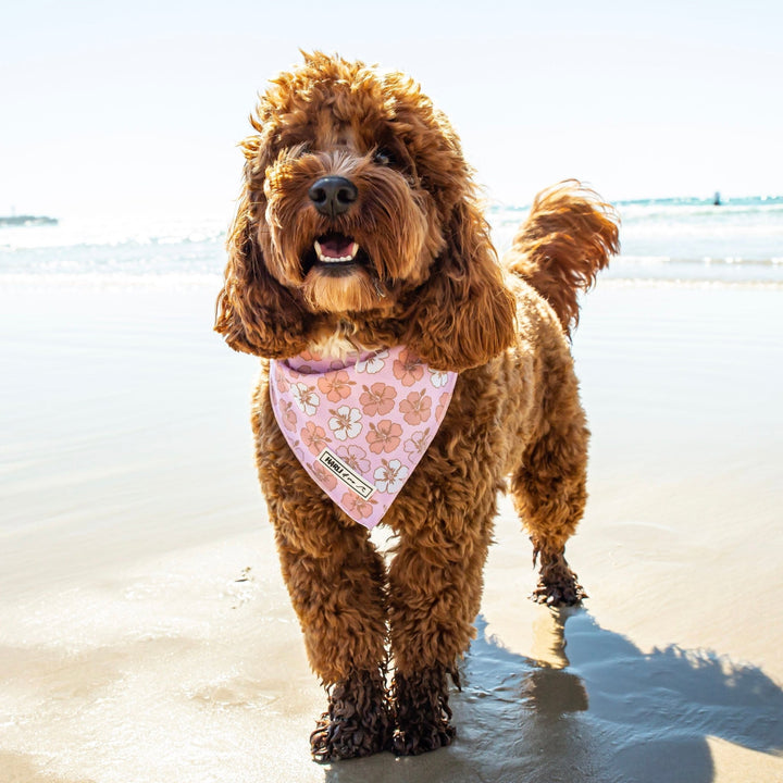 Aloha: Bandana-Bandana-Dizzy Dog Collars