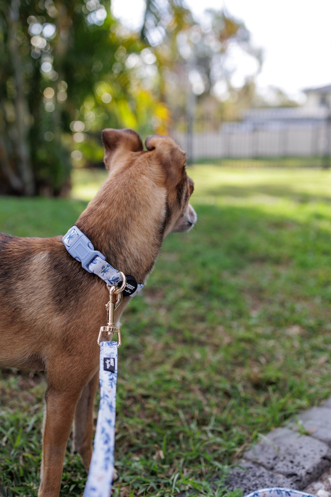 Little Lou Dog Collar | Canvas & Neoprene Dog Collar-Dog Collar-Dizzy Dog Collars