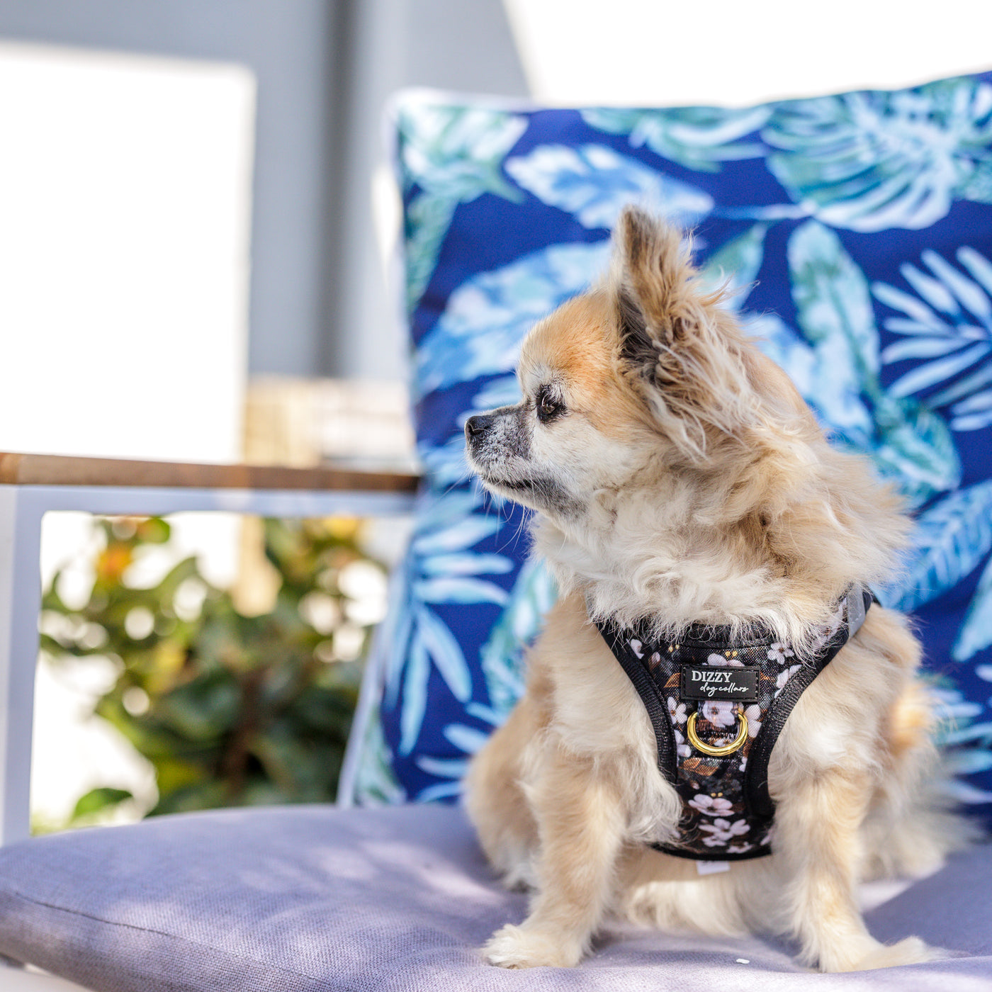 The image features a long-haired Chihuahua sitting on a chair with a tropical-themed cushion. The dog is wearing a black harness with a floral pattern called "Midnight Cherry Blossoms." The Chihuahua's coat is a mix of light brown and white, and it is gazing to the side. The scene gives a cozy and stylish vibe, with the chair and cushion adding a touch of comfort.