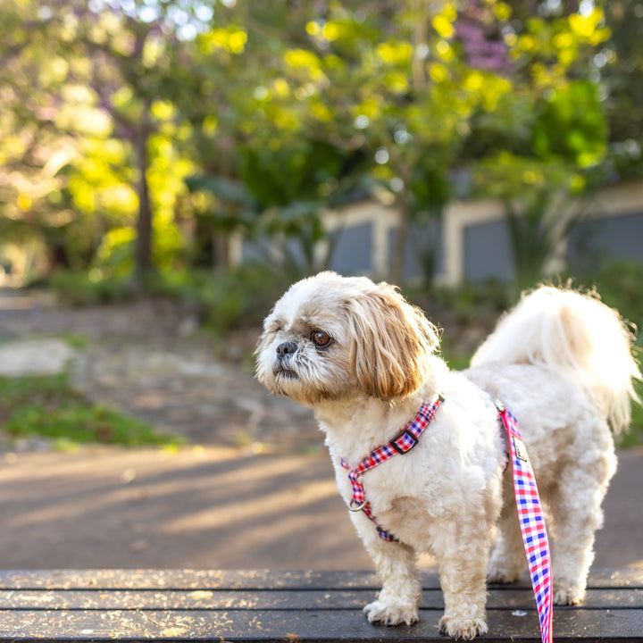 The image shows a small, fluffy dog standing outdoors, wearing a red and blue gingham-patterned harness. The dog, which appears to be a Shih Tzu, has a white and light brown coat and a bushy tail. The background features a blurred view of greenery and a building, suggesting the photo was taken in a garden or park setting. The dog looks to the side, appearing calm and relaxed.