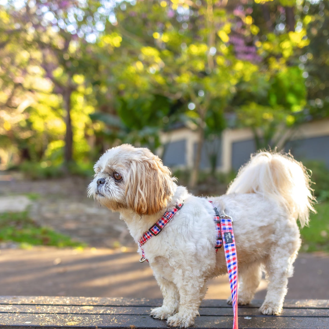 The image shows a small Shih Tzu standing on a wooden surface outdoors, wearing a red and blue gingham-patterned harness. The dog has a fluffy white and light brown coat, with a bushy tail, and is looking to the side. The background is filled with greenery, creating a serene and natural setting.