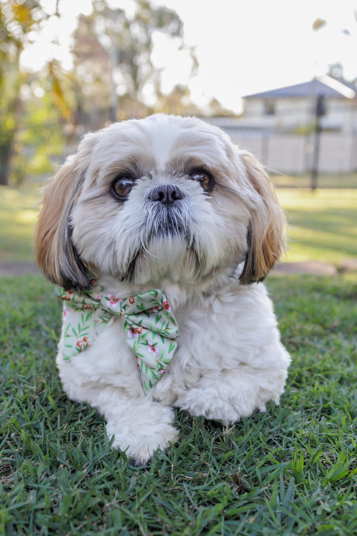 Manuka Sailor Bow Tie | Eucalyptus Bow-Dizzy Dog Collars