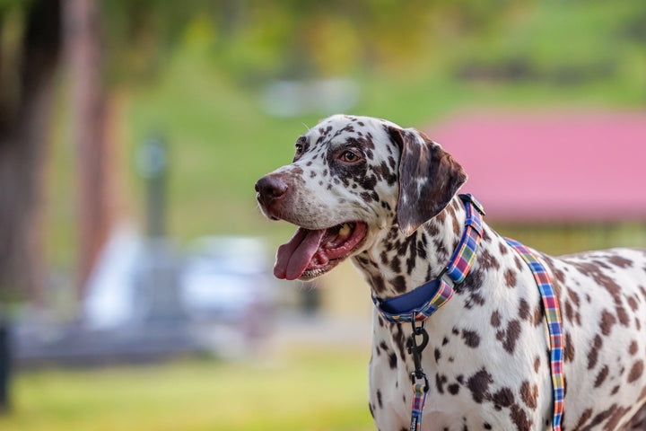 Martingale Dog Collar | Country Plaid-Dog Collar-Dizzy Dog Collars