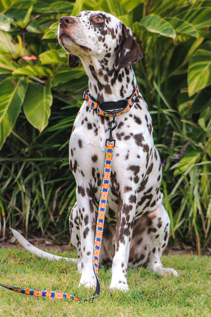 Martingale Dog Collar | Kaleidoscope-Dog Collar-Dizzy Dog Collars