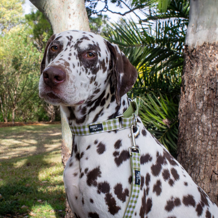 Martingale Dog Collar | Olive Gingham-Dog Collar-Dizzy Dog Collars