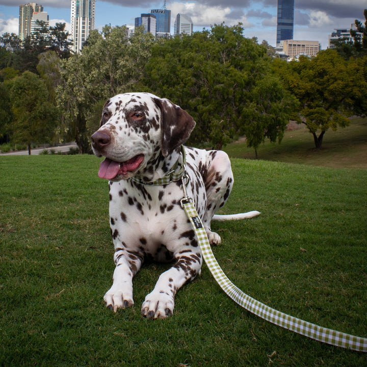 Martingale Dog Collar | Olive Gingham-Dog Collar-Dizzy Dog Collars