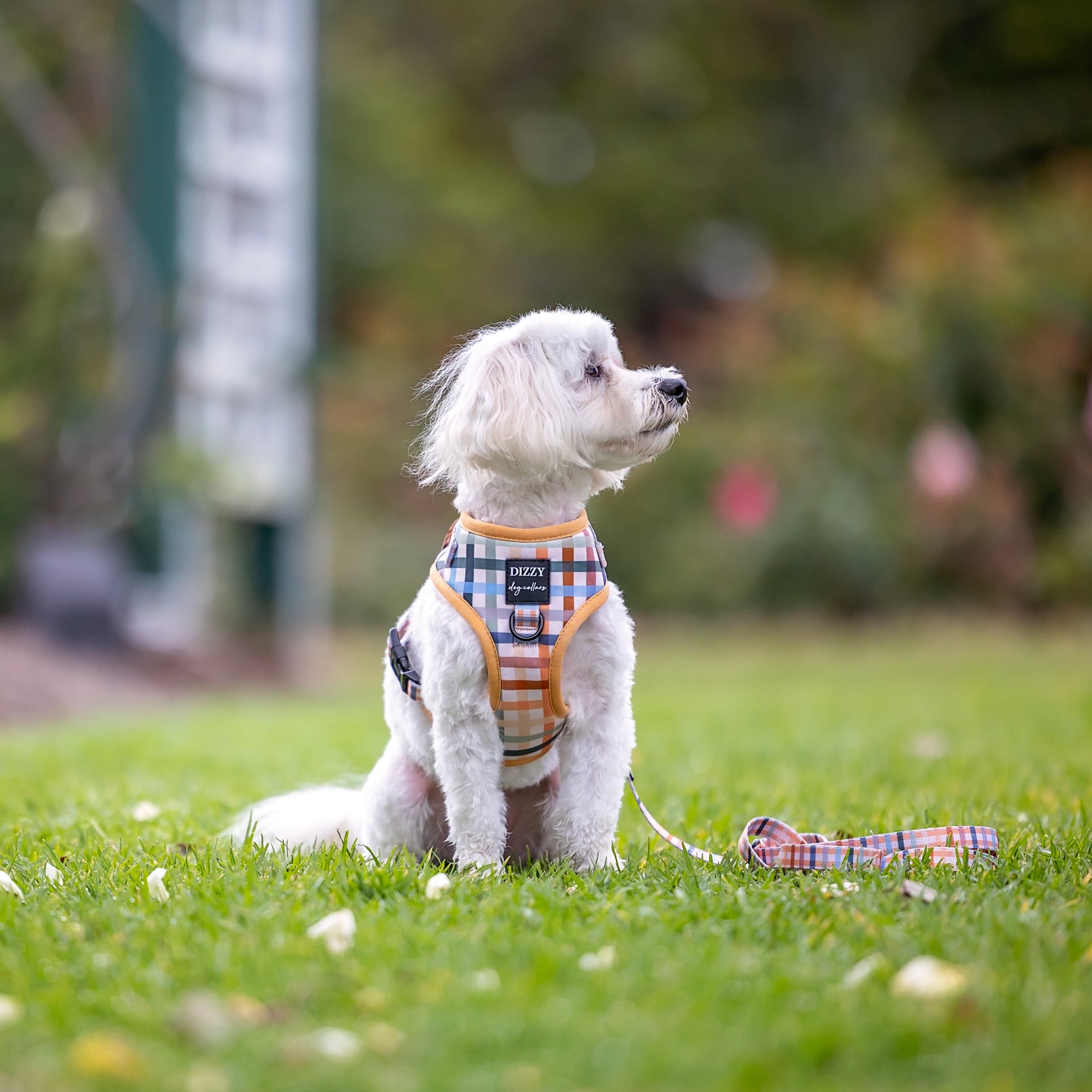 A small white dog sits on a grassy lawn, wearing a colorful gingham-patterned harness with orange trim and a label that reads 