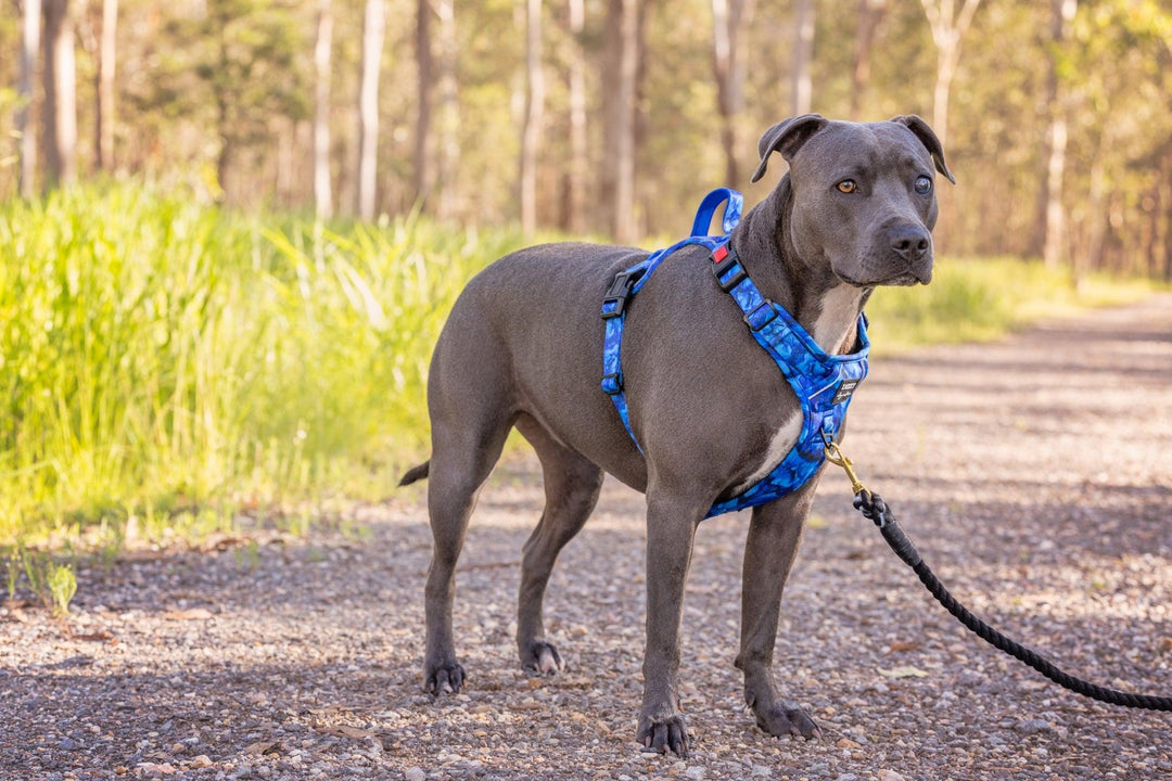 Adventure Dog Harness | No Pull Dog Harness | Step in | Reflective | Heavy Duty-Dizzy Dog Collars