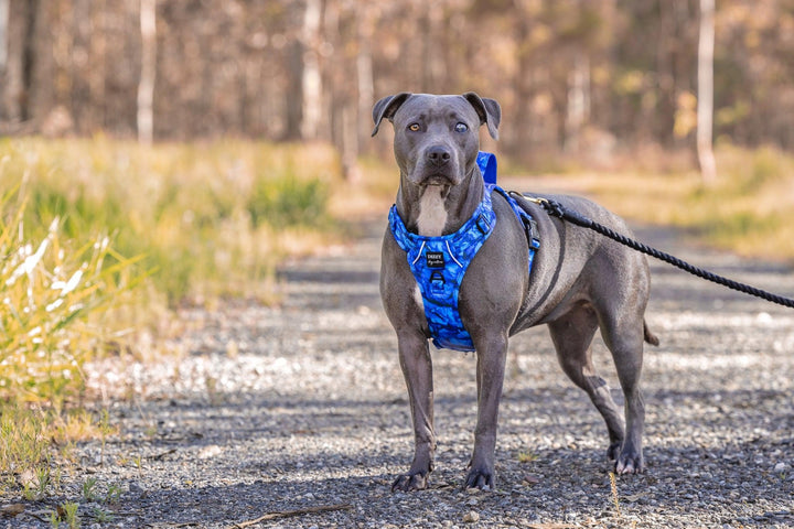 Adventure Dog Harness | No Pull Dog Harness | Step in | Reflective | Heavy Duty-Dizzy Dog Collars