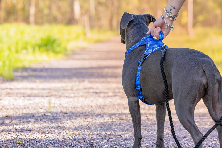 Adventure Dog Harness | No Pull Dog Harness | Step in | Reflective | Heavy Duty-Dizzy Dog Collars