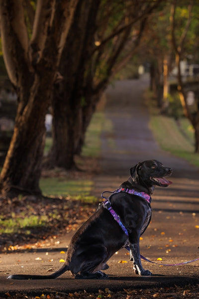 No Pull Dog Harness | Step in | Reflective | Heavy Duty | Easy Reach Handle | Galaxy-No Pull-Dizzy Dog Collars