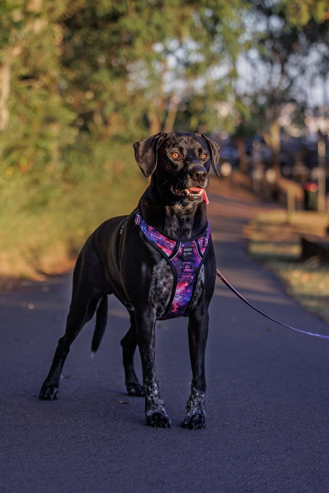 No Pull Dog Harness | Step in | Reflective | Heavy Duty | Easy Reach Handle | Galaxy-No Pull-Dizzy Dog Collars