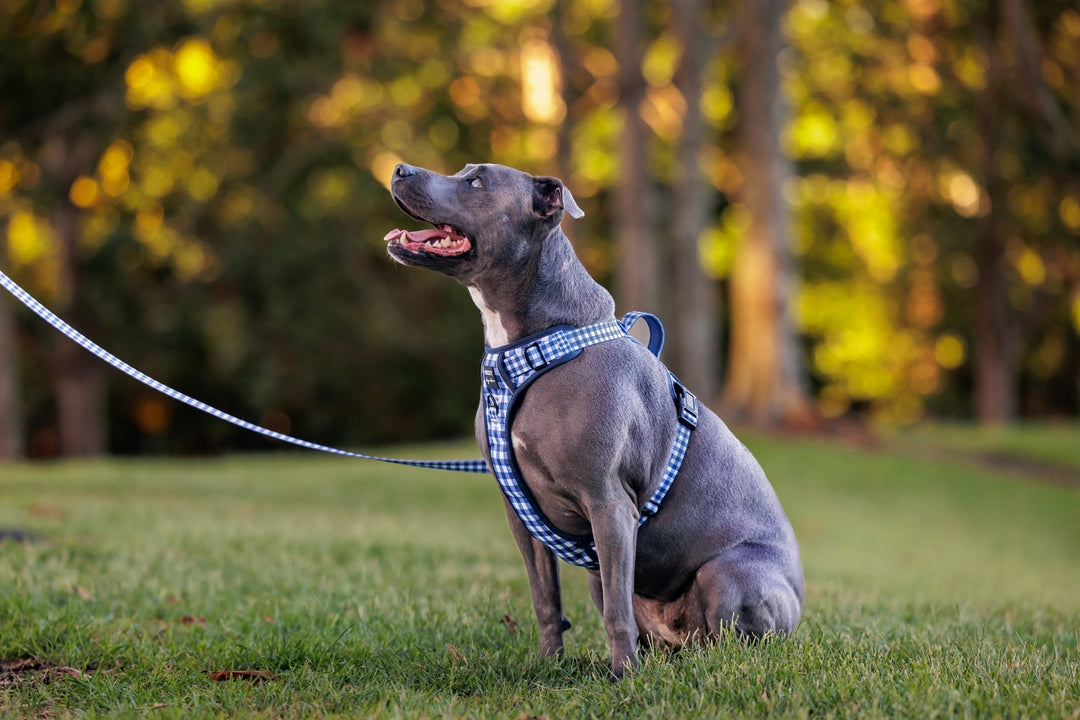 No Pull Dog Harness | Step in | Reflective | Heavy Duty | Easy Reach Handle | Navy Gingham-No Pull-Dizzy Dog Collars